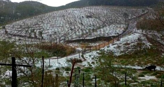 Mais de 16 mil hectares de lavouras foram atingidos pelas chuvas de granizo em Minas Gerais