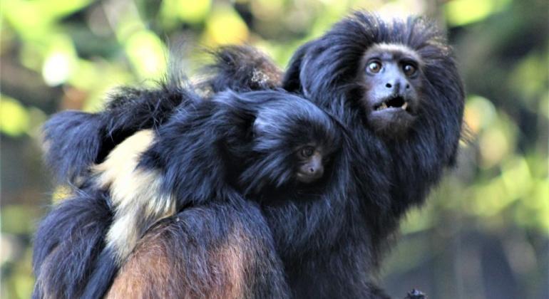 Olha o mico! Calma, são os filhotes de mico-leão preto que nasceram no Zoológico de BH