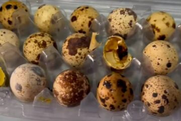 No Piauí: codornas nascem em caixa de ovos que estavam à venda no mercado; veja vídeo