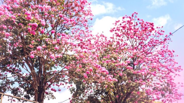 Projeto "Jardins da Minha Cidade" promove plantio de 266 mudas de ipê no Distrito Industrial de Itabira