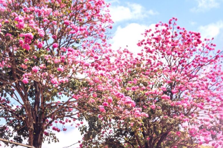 Projeto “Jardins da Minha Cidade” promove plantio de 266 mudas de ipê no Distrito Industrial de Itabira