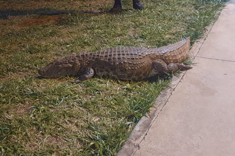 Jacaré ‘cochila’ na calçada e é resgatado por bombeiros na Grande BH