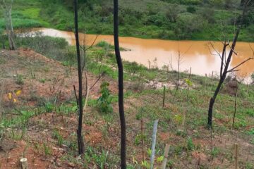 Itabira: Saae planta mais de 600 mudas de árvores na região da ETA Pureza