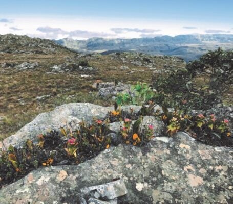 Flora mineira é destaque em um dos maiores museus do mundo