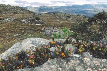 Flora mineira é destaque em um dos maiores museus do mundo