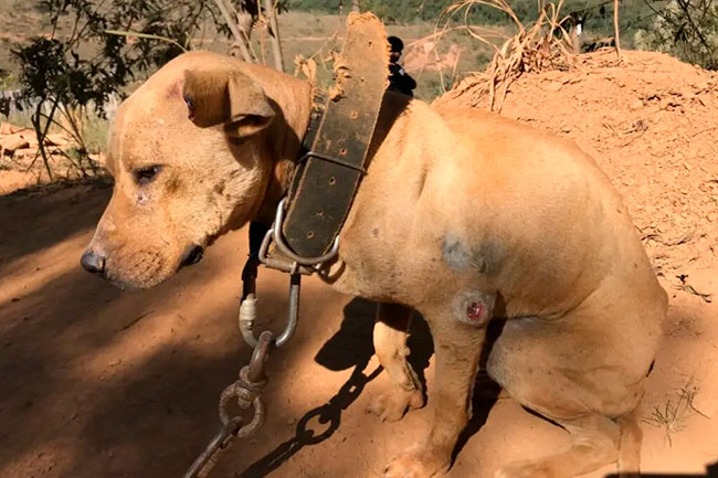 Policial civil é condenado por maus-tratos a 47 pitbulls na Grande BH