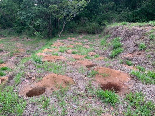 Diversas mudas de árvores da Mata Atlântica são plantadas no Parque do Areão