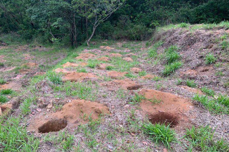 Diversas mudas de árvores da Mata Atlântica são plantadas no Parque do Areão