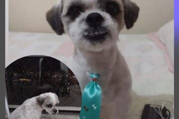 Cão desaparece no bairro Praia e donos pedem ajuda