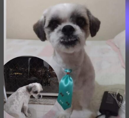 cão desaparecido