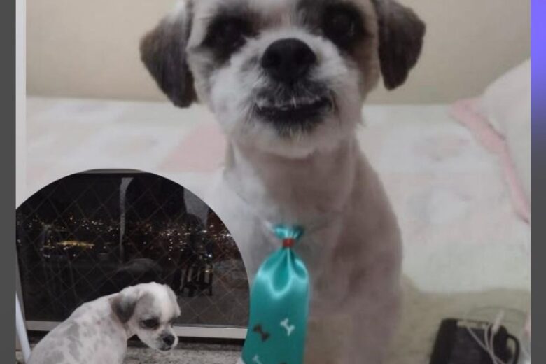 Cão desaparece no bairro Praia e donos pedem ajuda