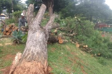 Itabira: chuva derruba árvore na Praça do Rotary, no bairro Amazonas; veja o vídeo!