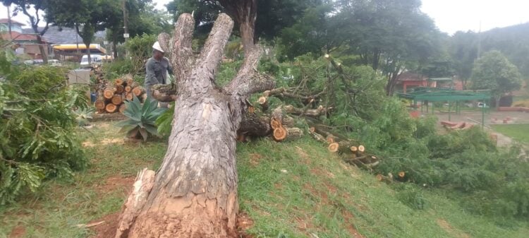 Itabira: chuva derruba árvore na Praça do Rotary, no bairro Amazonas; veja o vídeo!