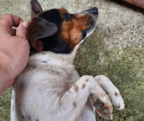 Após sumir no bairro Amazonas, cachorro Chitãozinho é resgatado e passa bem