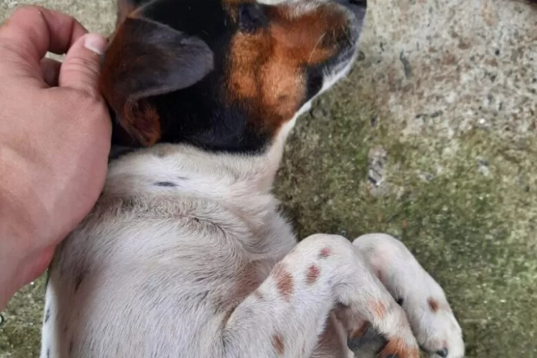 Após sumir no bairro Amazonas, cachorro Chitãozinho é resgatado e passa bem