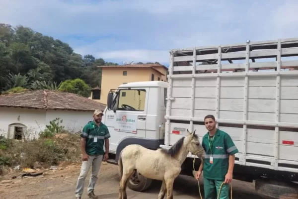 Oito cavalos soltos na rua são recolhidos em Monlevade em apenas um dia; saiba como denunciar