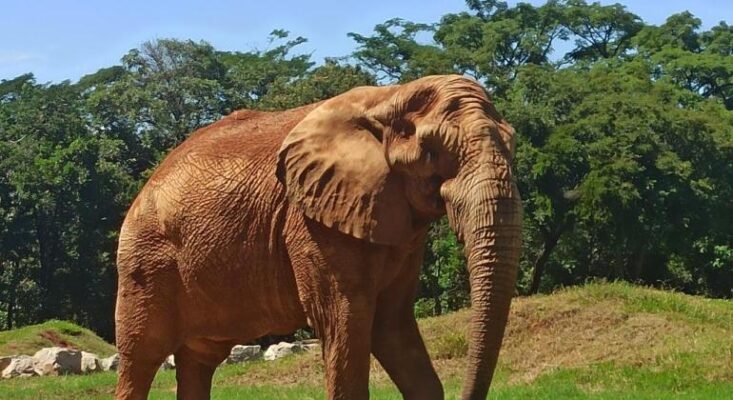 zoológico de Belo Horizonte