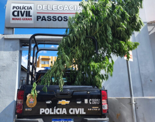 policiais apreendem maconha