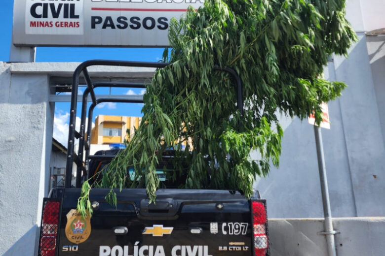 Polícia Civil apreende plantação de pés de maconha em imóvel desocupado