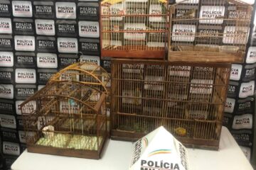 PM apreende pássaros da fauna silvestre em Santa Bárbara