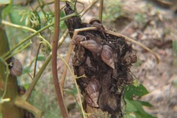 Caramujos Africanos infestam bairros de Itabira