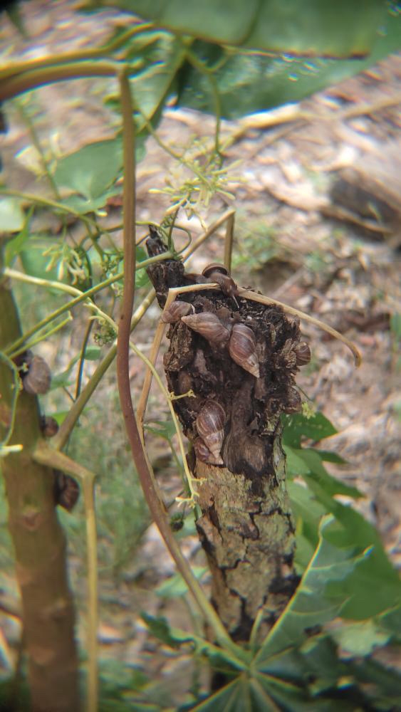 Caramujos Africanos infestam bairros de Itabira