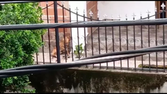 cão