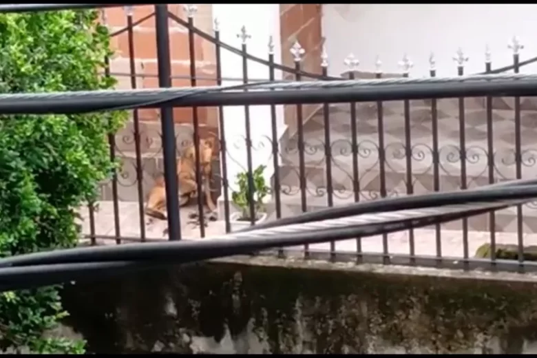 Homem é preso por maltratar o próprio cão; ele já havia agredido cadela