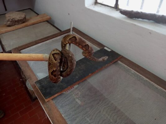 serpente da espécie jararaca