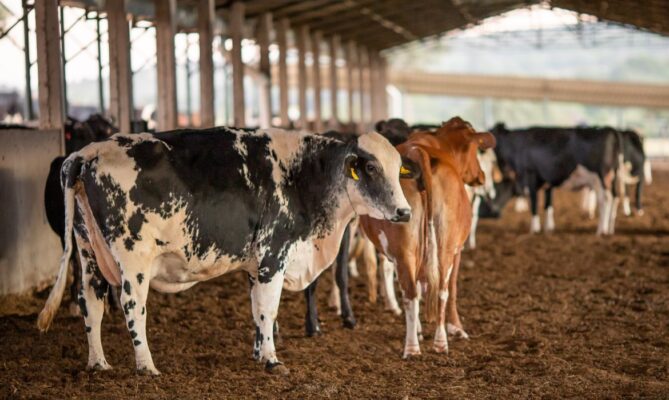 Caso de vaca louca suspende vendas de carne bovina brasileira para a China