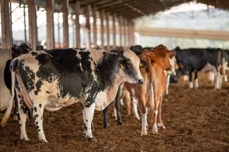 Caso de vaca louca suspende vendas de carne bovina brasileira para a China