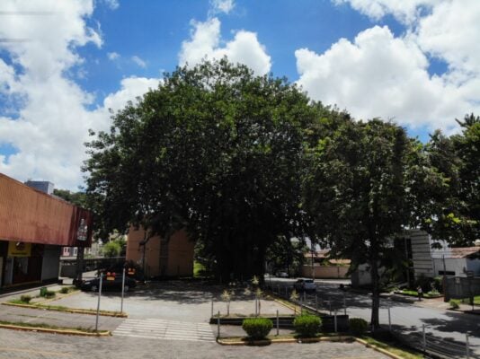 Pode de árvore histórica mobiliza equipe da Sesuma em Ipatinga