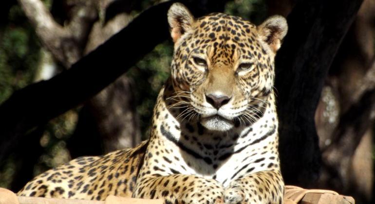 Onça-pintada do Zoológico de BH morre aos 19 anos