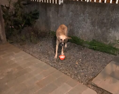 envenenamento cães