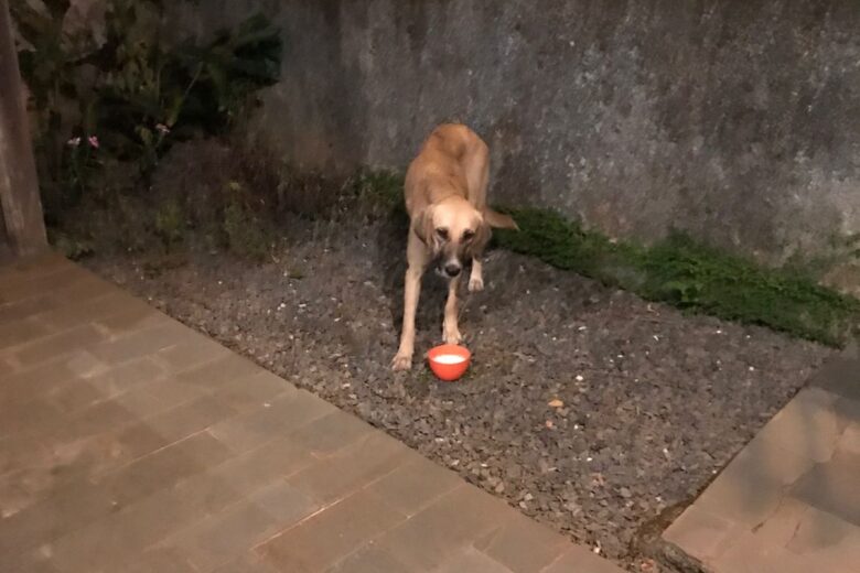Instituto denuncia envenenamento de cães em Morro do Pilar