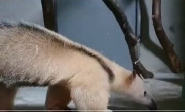 Zoológico de BH recebe novos animais que chegaram de Salvador