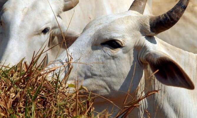 vaca; gado