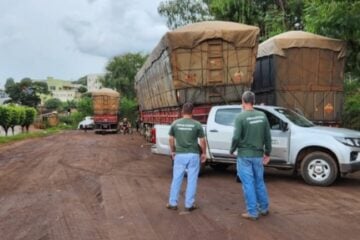 Operações ambientais combatem desmatamento e comércio ilegal de carvão