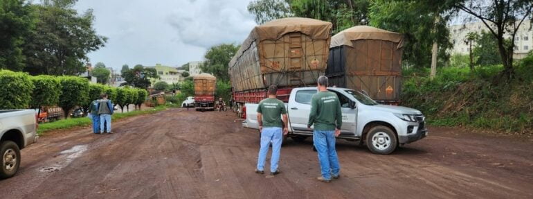 Operações ambientais combatem desmatamento e comércio ilegal de carvão