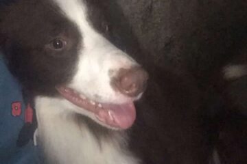 Desaparecido desde a manhã, Toddy é encontrado e devolvido aos donos