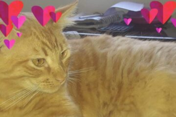 Família procura pelo gato Aslan, que está desaparecido desde quarta-feira