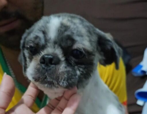 Todinho