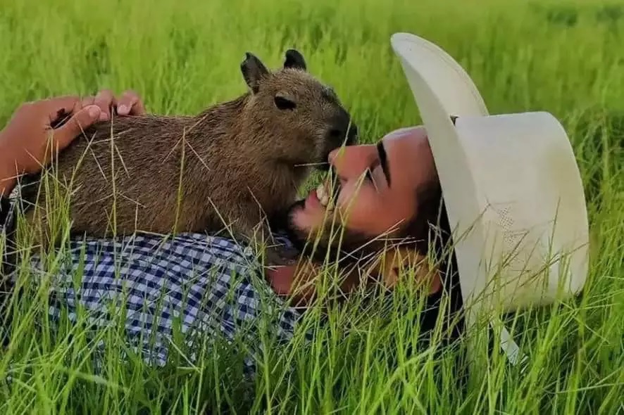 Justiça concede guarda provisória de capivara a influencer do as - Já  é notícia