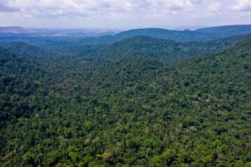 Com alterações, Senado aprova projeto que cria mercado regulado de carbono