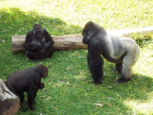 zoológico de belo horizonte