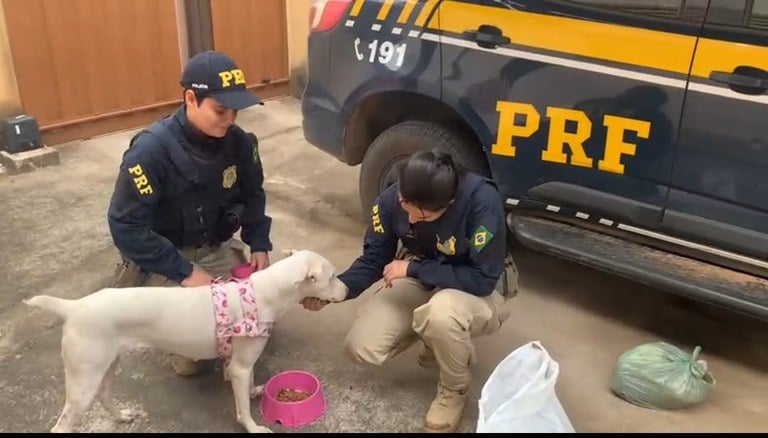 PRF resgata cadela vítima de maus-tratos na BR-251 em Salinas