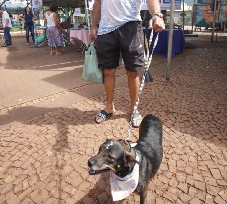 Hospital Animal de Itabira realiza feiras de adoção; saiba mais detalhes