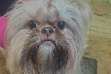 Itabira: família encontra cachorrinha da raça Shih Tzu no bairro Amazonas e busca por seus tutores