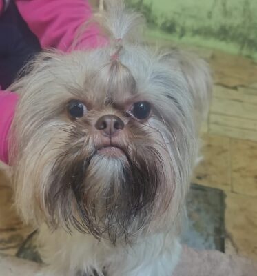 Itabira: família encontra cachorrinha da raça Shih Tzu no bairro Amazonas e busca por seus tutores