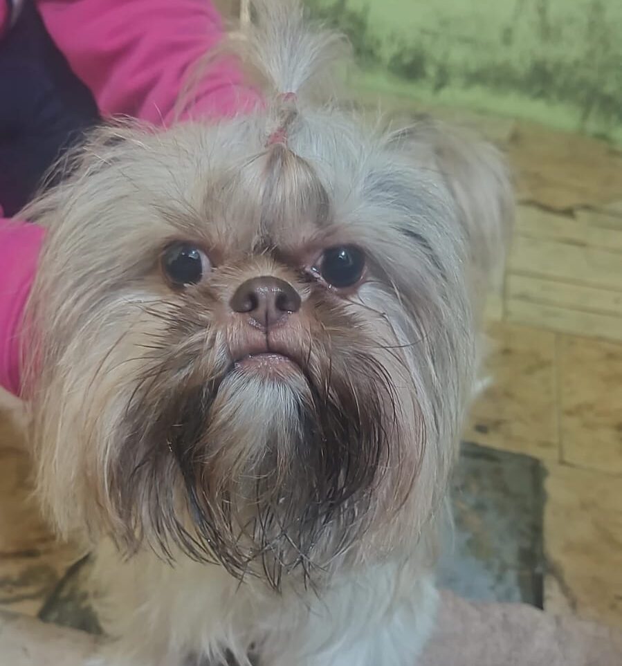 Itabira: família encontra cachorrinha da raça Shih Tzu no bairro Amazonas e busca por seus tutores